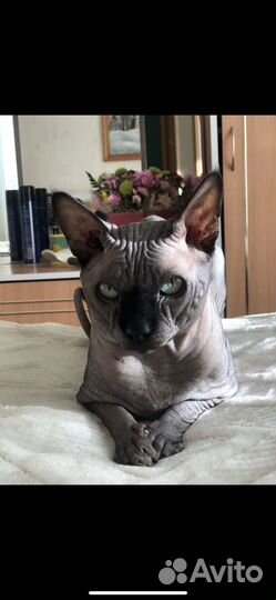 Канадский сфинкс вязка