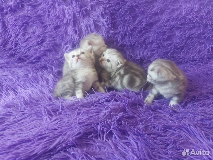 Британские котята