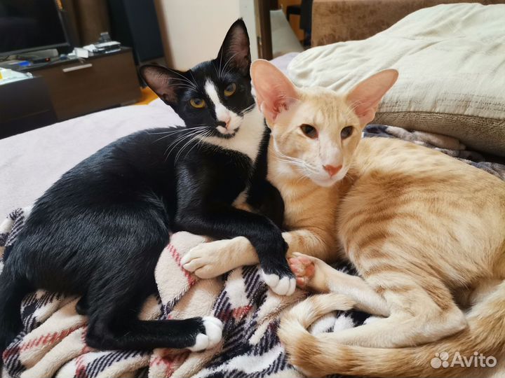 Ориентальные котята