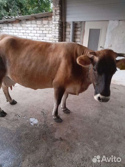 Корова дойная