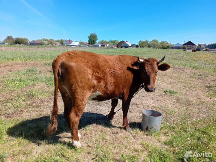 Телки нетели