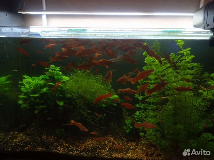 Рыбы меченосцы оптом