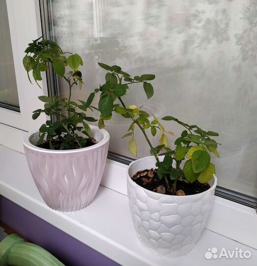 Розы кустовые в горшках и на высадку в грунт