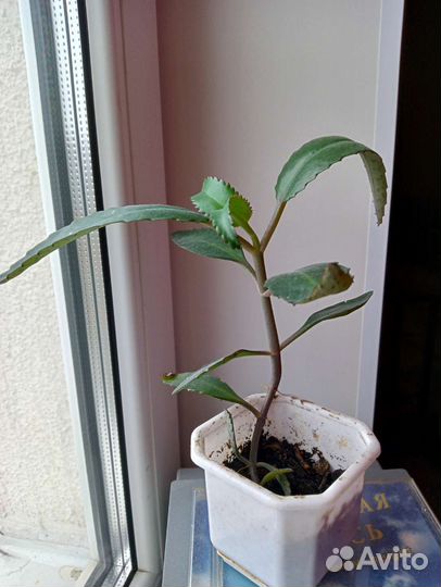 Каланхоэ(действенное средство от насморка)