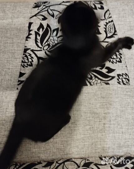 Отдам кошку