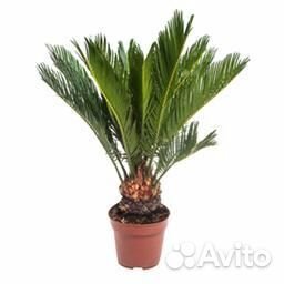 Комнатные растения для офиса