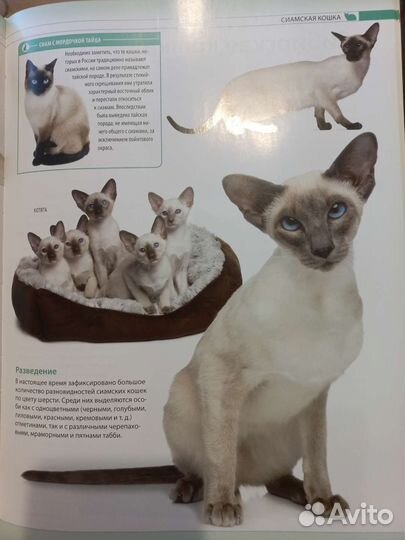 Энциклопедия про кошек