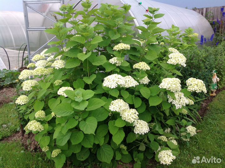 Садовые цветы