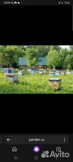 Ульи с пчелами