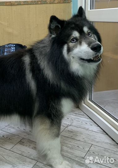 Экспресс линька собак