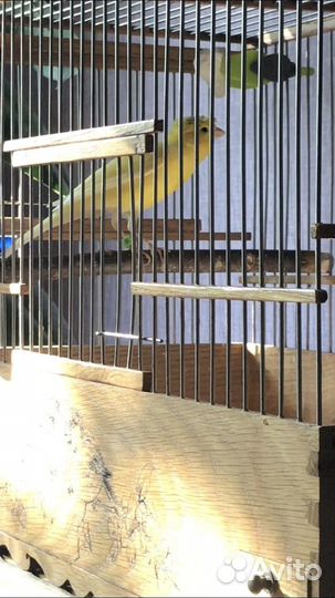 Кенар и канарейки (овсяночного напева)