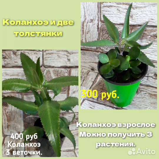 Цветы в асс-те