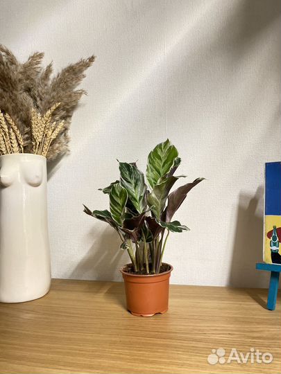 Калатея white fusion