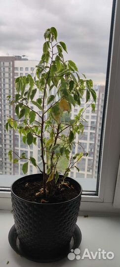 Комнатные цветы