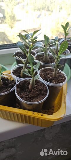 Комнатные домашние растения