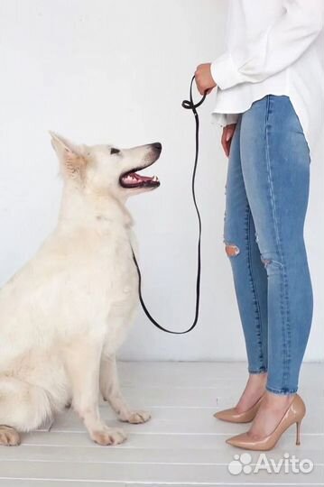 Кинолог, дрессировка собак