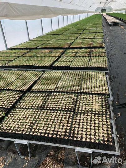 Сеянцы сосны с окс и зкс в кассет