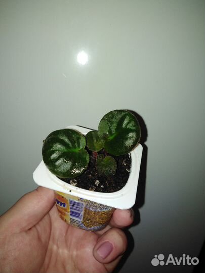 Фиалка сортовая