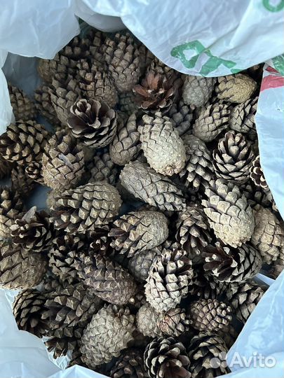 Шишки сосновые 2023 г для профилактики инсульта