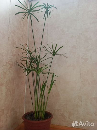 Необычный комнатный цветок