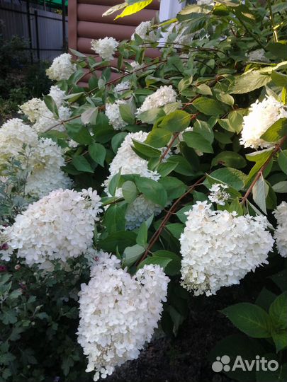 Букет цветов