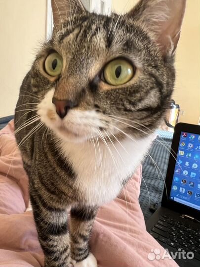 Отдам кошечку в хорошие добрые руки