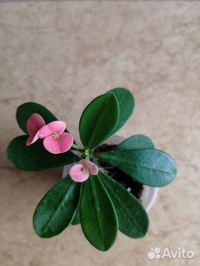 Комнатные цветы Молочай миля