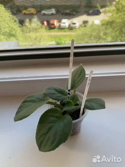 Фиалки детки