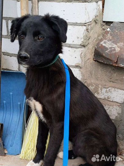 Отдам щенка в добрые руки