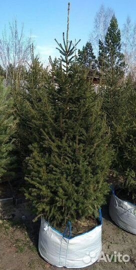 Саженцы сибирской ели экстра класс