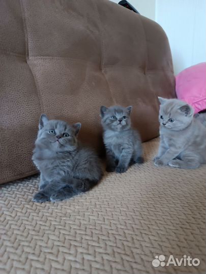 Британские котята