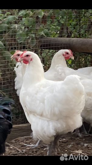 Куры, петухи джерсийский гигант белый