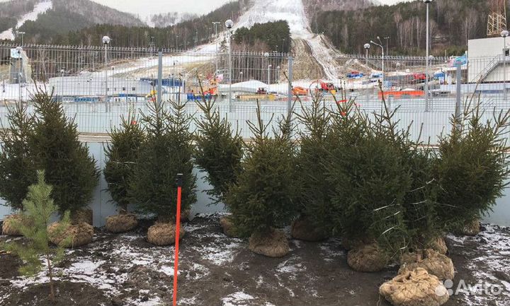 Сибирская ель экстра класс. Саженцы