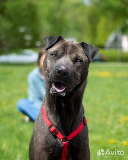 Метис шарпея в приюте ждет семью