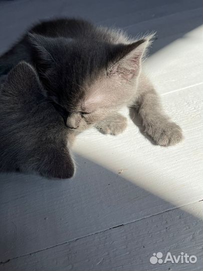 Серые котята