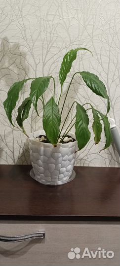 Спатифиллум