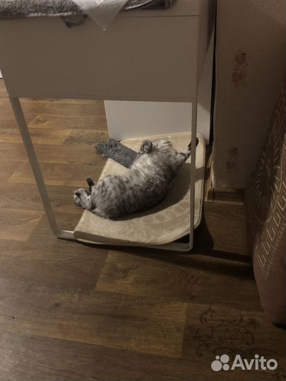 Британский кот в добрые руки