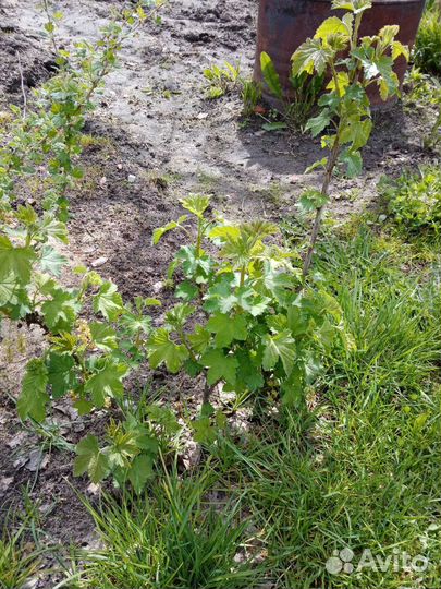 Многолетники