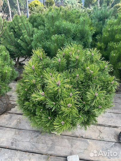 Сосна горная мугус