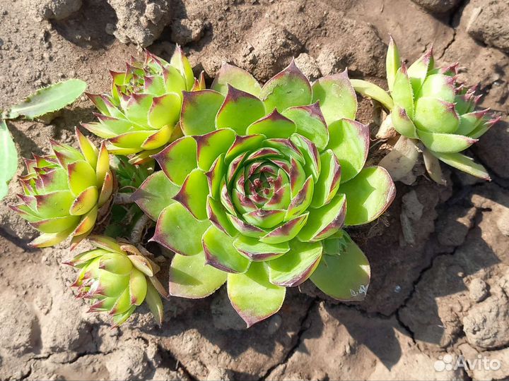 Суккуленты Каменная роза