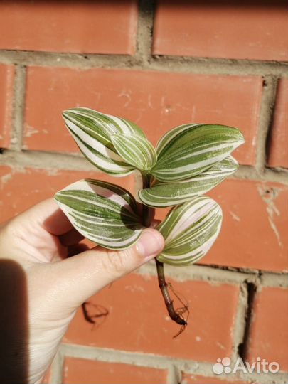 Традесканция черенки