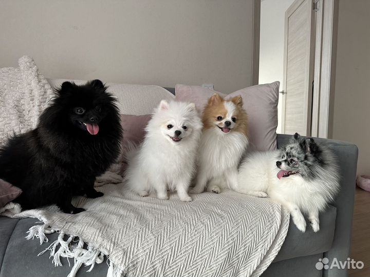 Собака на фотосессию