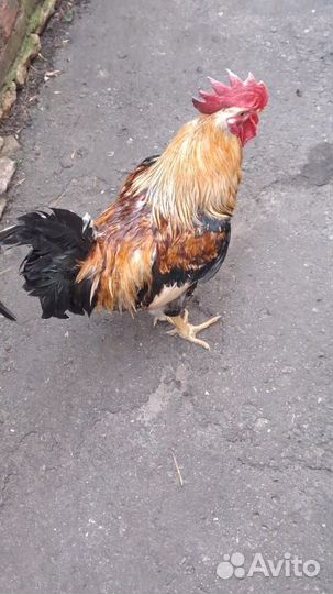 Петушки