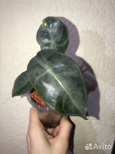 Алоказия пинк драгон,регал шилдс,инферналис и др