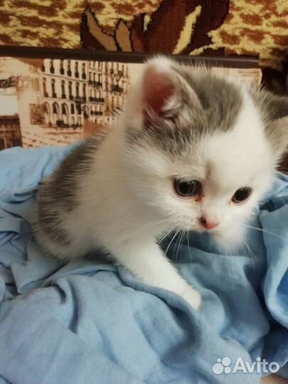 Продам шотландских котят