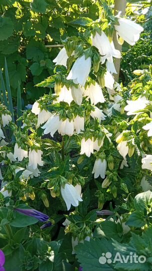 Девичий виноград, колокольчик,аконит,ромашка, мак