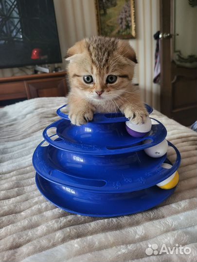 Кошки