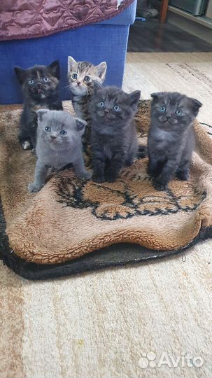Котята в добрые руки бесплатно