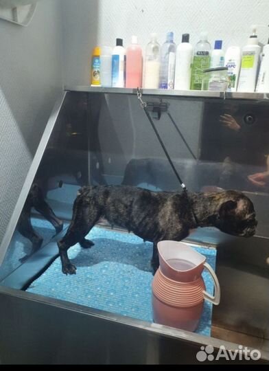 Французский бульдог бесплатно