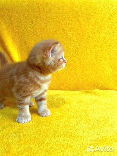 Шотландские вислоухие котята